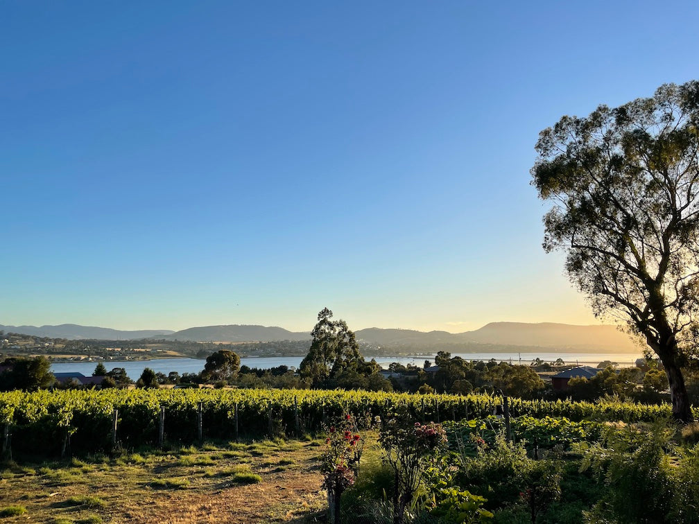 Photograph of Broadview Estate vineyard at sunrise, showing grape vines