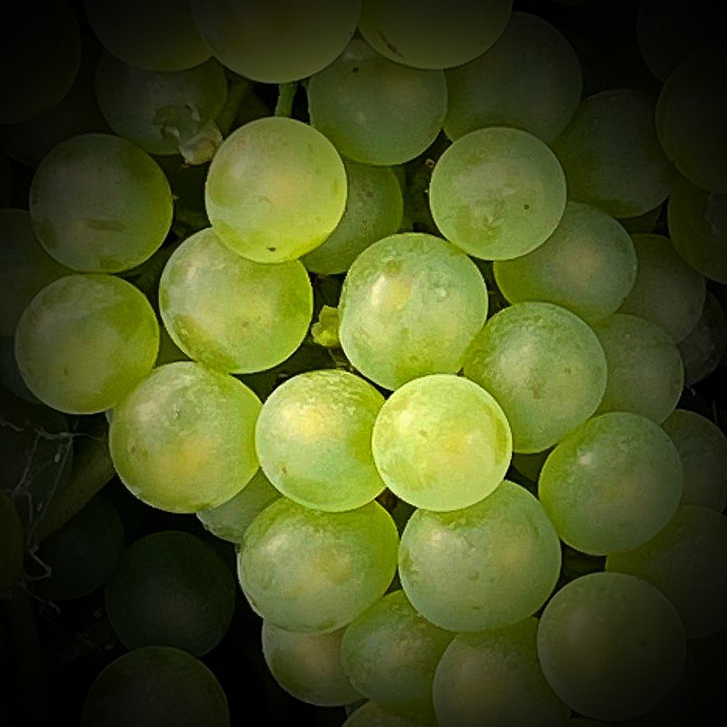 Chardonnay