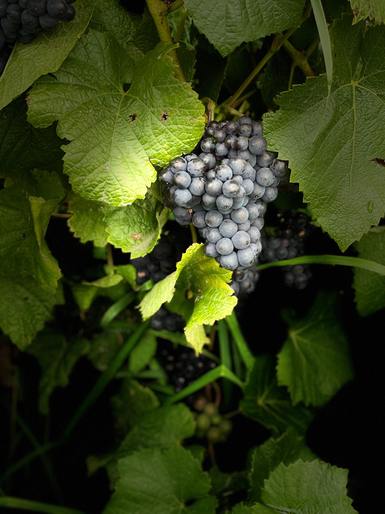 Pinot Noir