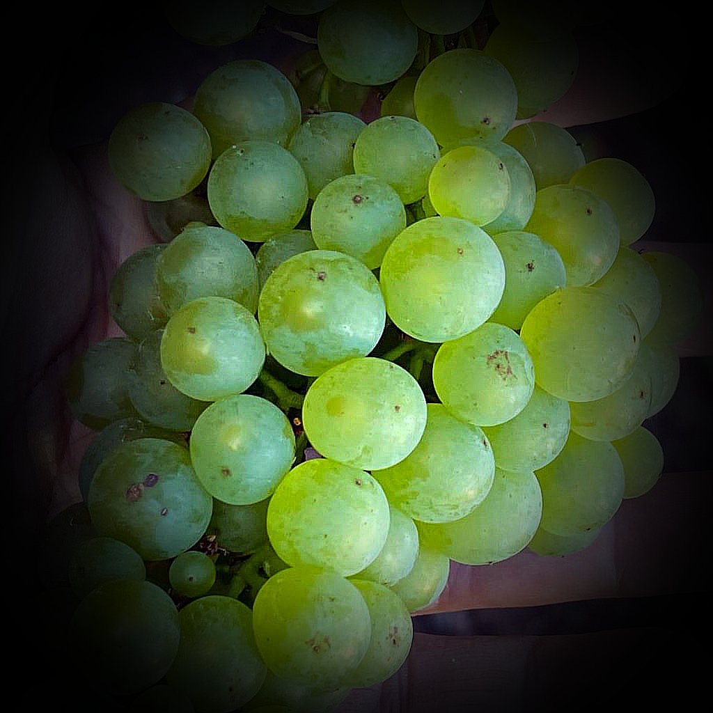 Riesling – Viridian Wines